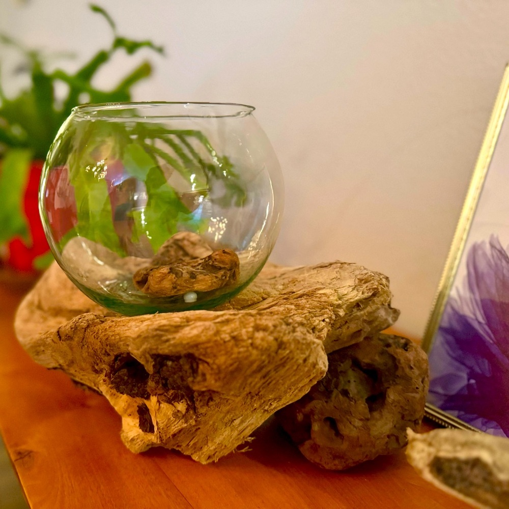 One of a kind driftwood terrarium.